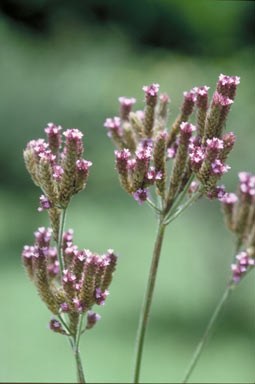 APII jpeg image of Verbena bonariensis  © contact APII