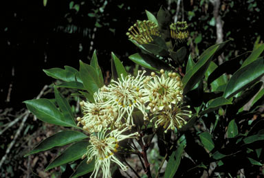 APII jpeg image of Stenocarpus cryptocarpus  © contact APII