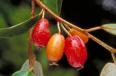 APII jpeg image of Elaeagnus triflora  © contact APII