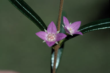 APII jpeg image of Boronia excelsa  © contact APII