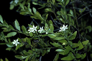 APII jpeg image of Eriostemon banksii  © contact APII