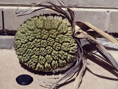 APII jpeg image of Pandanus solmslaubachii  © contact APII