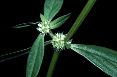 APII jpeg image of Spermacoce ocymifolia  © contact APII