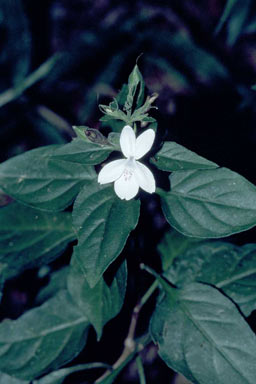 APII jpeg image of Pseuderanthemum variabile  © contact APII