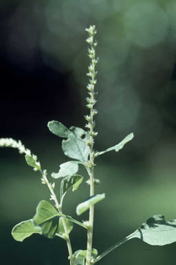 APII jpeg image of Amaranthus rhombeus  © contact APII