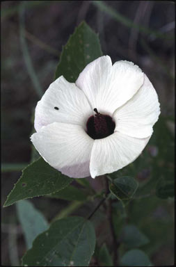 APII jpeg image of Hibiscus forsteri  © contact APII