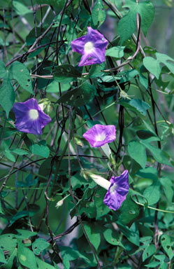 APII jpeg image of Ipomoea nil  © contact APII