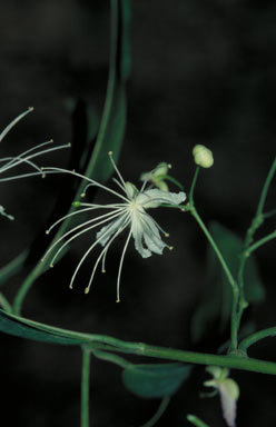 APII jpeg image of Capparis lanceolaris  © contact APII