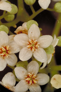 APII jpeg image of Flindersia brayleyana  © contact APII