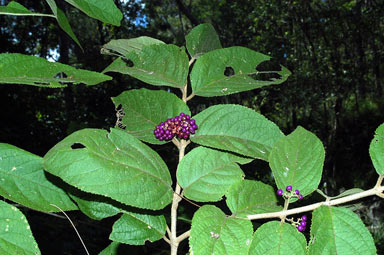 APII jpeg image of Callicarpa pedunculata  © contact APII