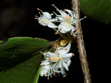 APII jpeg image of Cynometra ramiflora  © contact APII