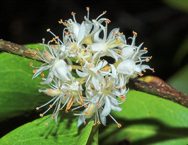 APII jpeg image of Cynometra ramiflora  © contact APII