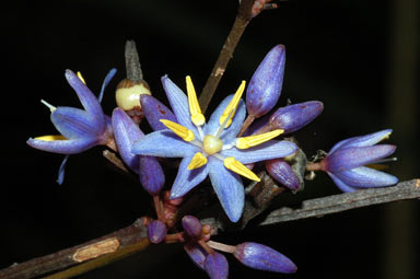 APII jpeg image of Dianella atraxis  © contact APII