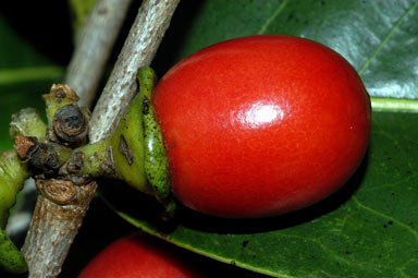 APII jpeg image of Diospyros fasciculosa  © contact APII