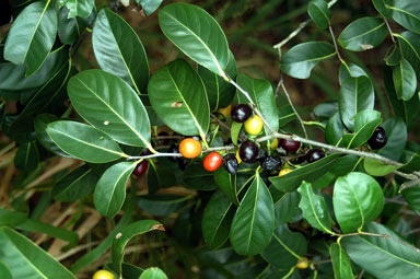 APII jpeg image of Diospyros fasciculosa  © contact APII