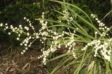 APII jpeg image of Lomandra banksii  © contact APII