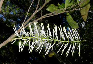 APII jpeg image of Megahertzia amplexicaulis  © contact APII