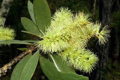 APII jpeg image of Melaleuca viridiflora  © contact APII