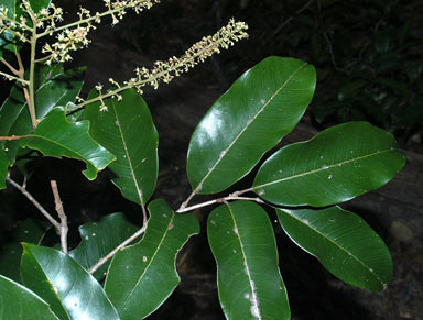 APII jpeg image of Mischocarpus pyriformis subsp. pyriformis  © contact APII