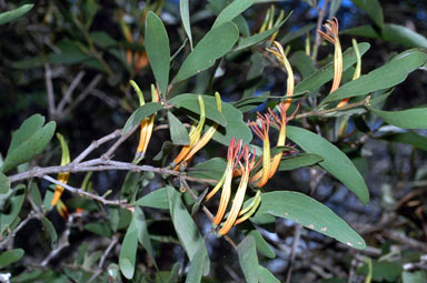 APII jpeg image of Lysiana subfalcata  © contact APII