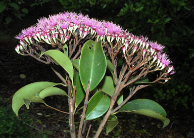 APII jpeg image of Syzygium buettnerianum  © contact APII