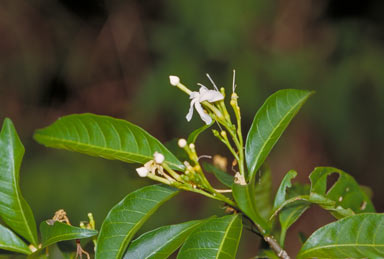 APII jpeg image of Tabernaemontana orientalis  © contact APII