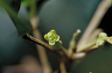 APII jpeg image of Sarcomelicope simplicifolia subsp. simplicifolia  © contact APII