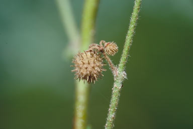 APII jpeg image of Triumfetta micracantha  © contact APII