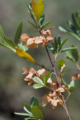 APII jpeg image of Dodonaea platyptera  © contact APII