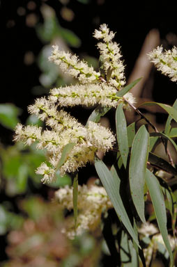 APII jpeg image of Melaleuca leucadendra  © contact APII