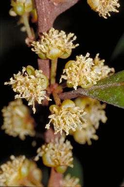 APII jpeg image of Litsea breviumbellata  © contact APII