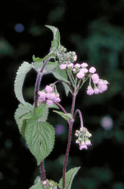 APII jpeg image of Ageratum conyzoides  © contact APII