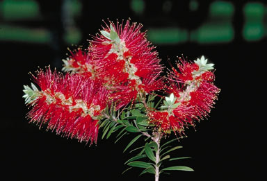 APII jpeg image of Melaleuca recurva  © contact APII