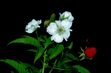 APII jpeg image of Rubus queenslandicus  © contact APII