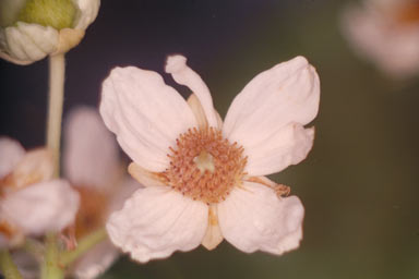 APII jpeg image of Sloanea australis subsp. parviflora  © contact APII