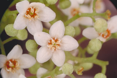 APII jpeg image of Flindersia brayleyana  © contact APII