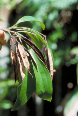 APII jpeg image of Stenocarpus sp. Hinchinbrook Is. (F.D.Hocking AQ229860)  © contact APII