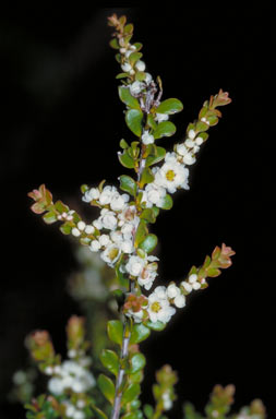 APII jpeg image of Thryptomene oligandra  © contact APII