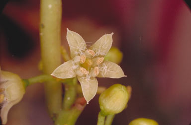 APII jpeg image of Apodytes brachystylis  © contact APII