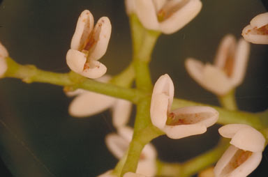 APII jpeg image of Olea paniculata  © contact APII