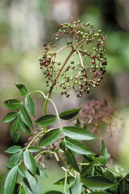 APII jpeg image of Sambucus canadensis  © contact APII