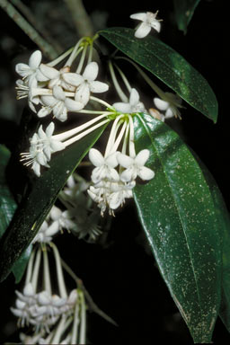 APII jpeg image of Phaleria clerodendron  © contact APII