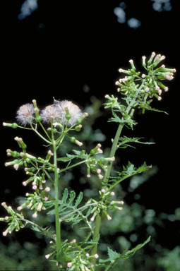 APII jpeg image of Erechtites valerianifolius f. valerianifolius  © contact APII