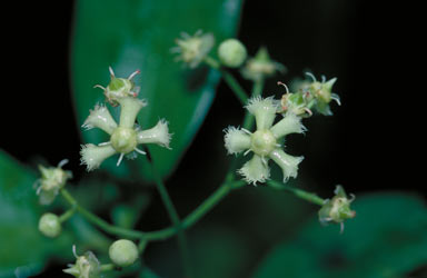 APII jpeg image of Euonymus australiana  © contact APII