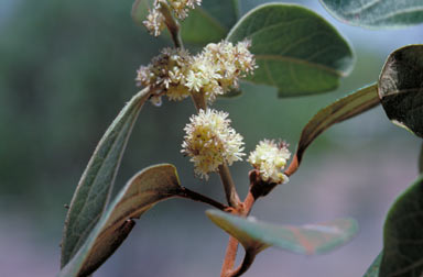 APII jpeg image of Hypserpa decumbens  © contact APII