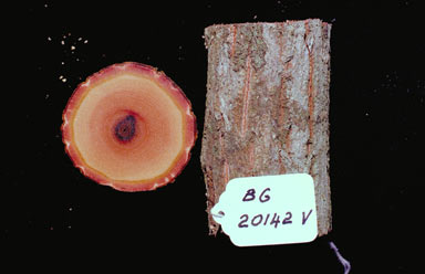 APII jpeg image of Rhamnella vitiensis  © contact APII