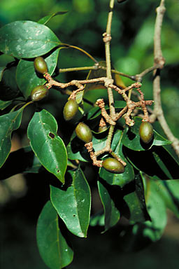 APII jpeg image of Cissus sterculiifolia  © contact APII