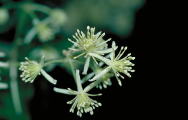 APII jpeg image of Clematis pickeringii  © contact APII