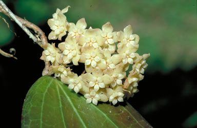 APII jpeg image of Hoya pottsii  © contact APII