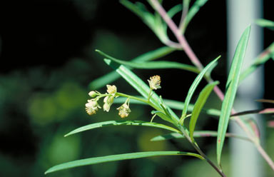 APII jpeg image of Ricinocarpos ledifolius  © contact APII